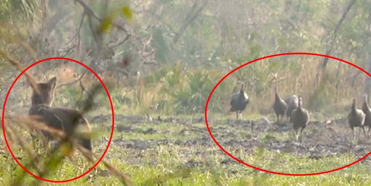 Watch a Group of Turkey Hens Chase Off a Hungry Coyote