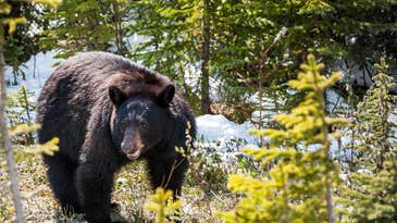 Black Bear Kills and Caches Hiker’s Off-Leash Dog in Canadian National Park