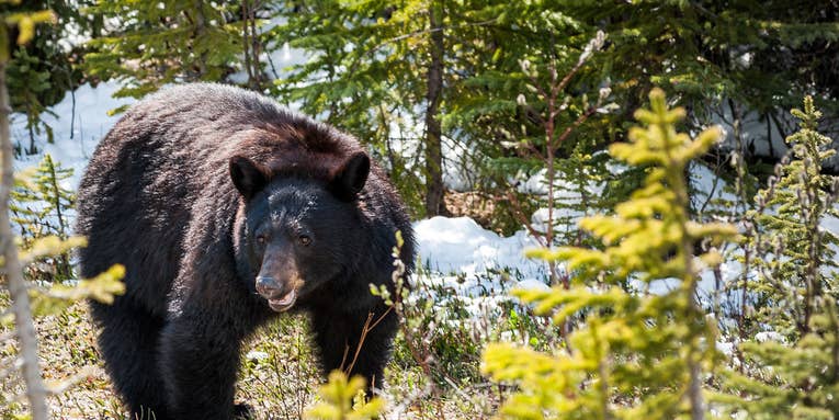 Black Bear Kills and Caches Hiker’s Off-Leash Dog in Canadian National Park
