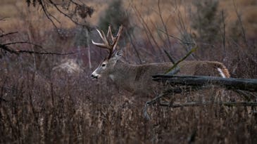 A Complete Guide to Deer Hunting in the Rain