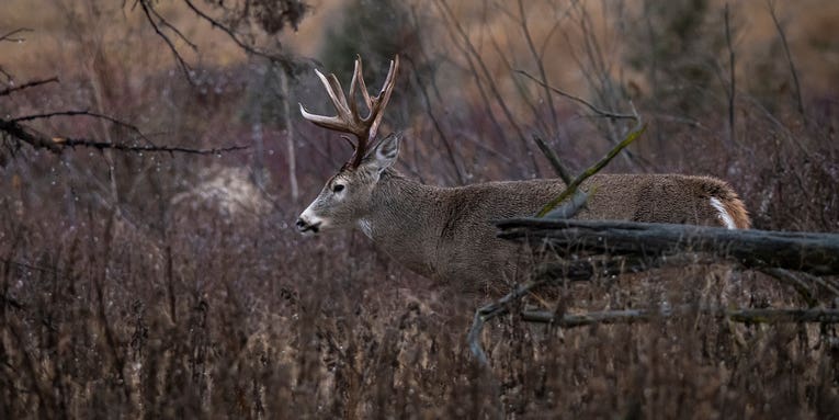A Complete Guide to Deer Hunting in the Rain