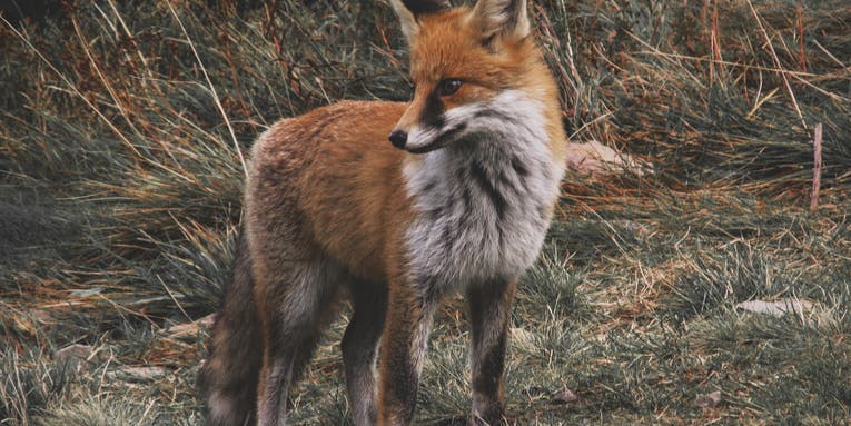 One Fox Bites Six People in New York Town