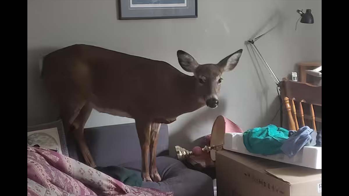 alleged attack deer on couch