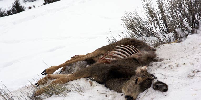 Wyoming Postpones Shed Hunting Season Amid Historic Winterkill