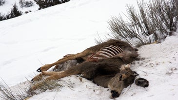 Wyoming Postpones Shed Hunting Season Amid Historic Winterkill