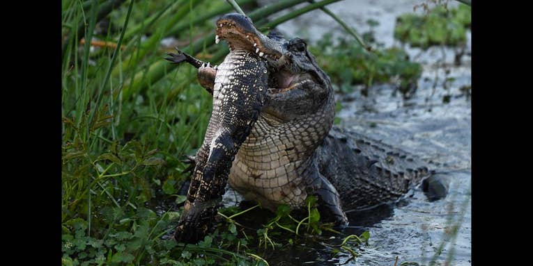 Watch Giant Alligators Cannibalize Smaller Ones in Florida