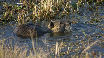Can California Eradicate These Giant Invasive Rodents from Its Wetlands?