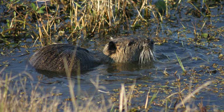 Can California Eradicate These Giant Invasive Rodents from Its Wetlands?