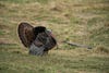 photo of strutting turkey in open field