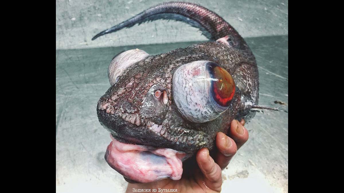 strange fish with bulging eyes