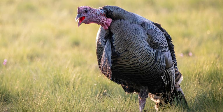 Turkey Hunting in the Wind: How to Get Your Gobbler in a Gale