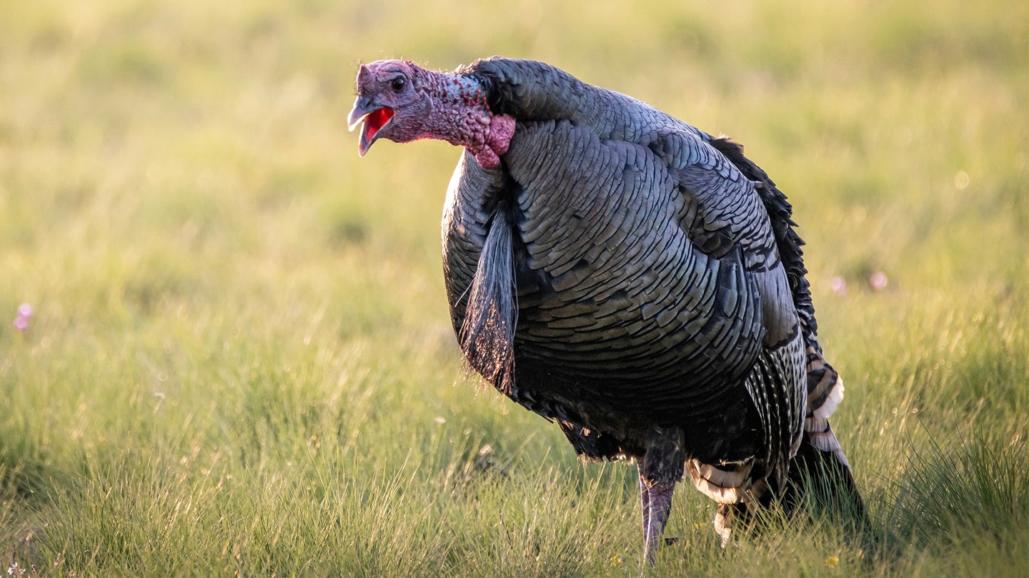 photo of a turkey gobbling into the wind