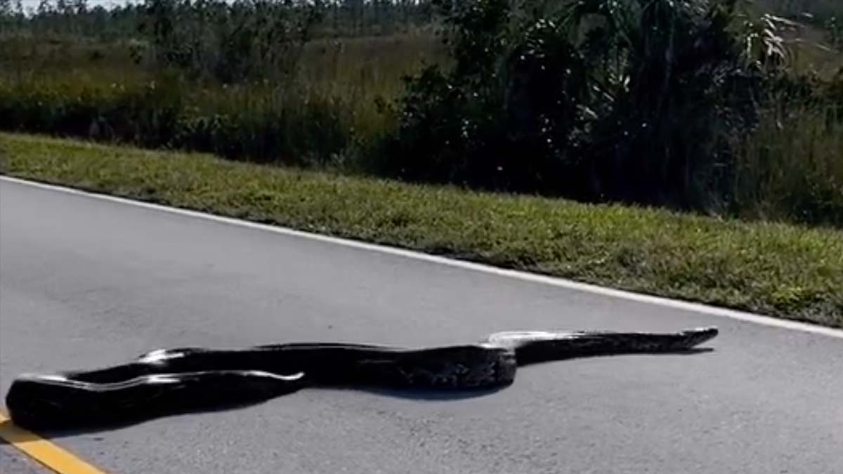 giant python crosses road