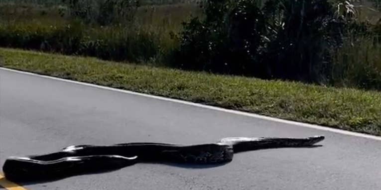 Watch an Absolutely Gigantic Python Cross a Road in Florida