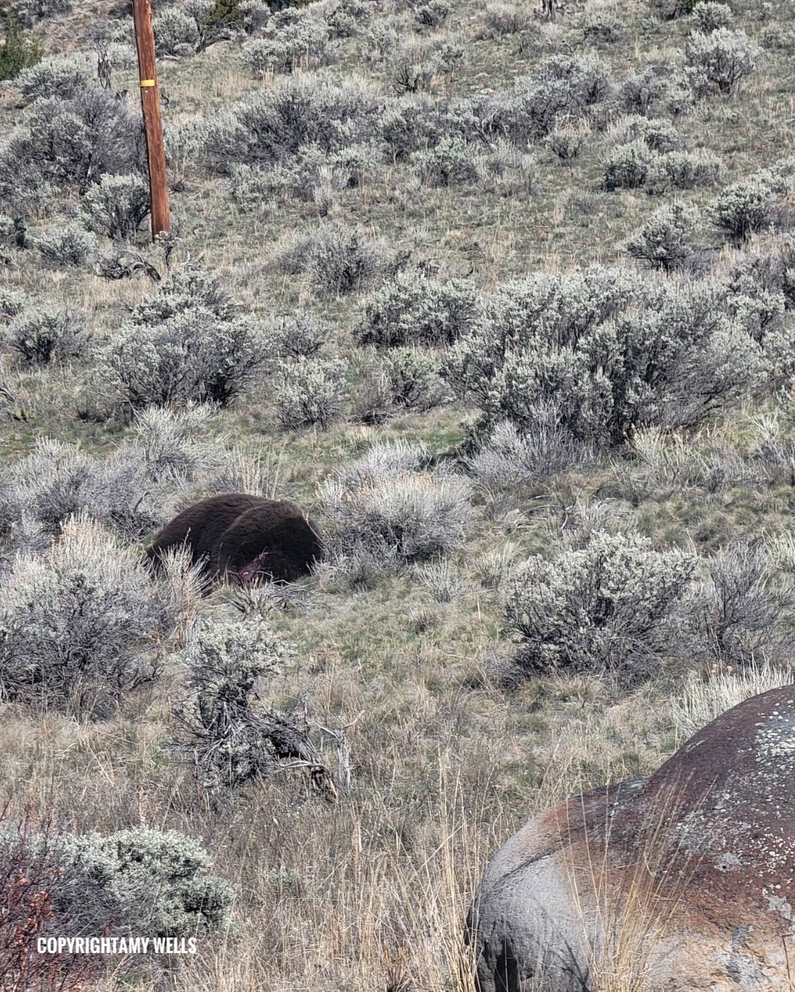 Was the Massive Grizzly Found Dead Near Yellowstone National Park Poached?