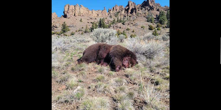 Was the Massive Grizzly Bear Found Dead Near Yellowstone National Park Shot by a Poacher?