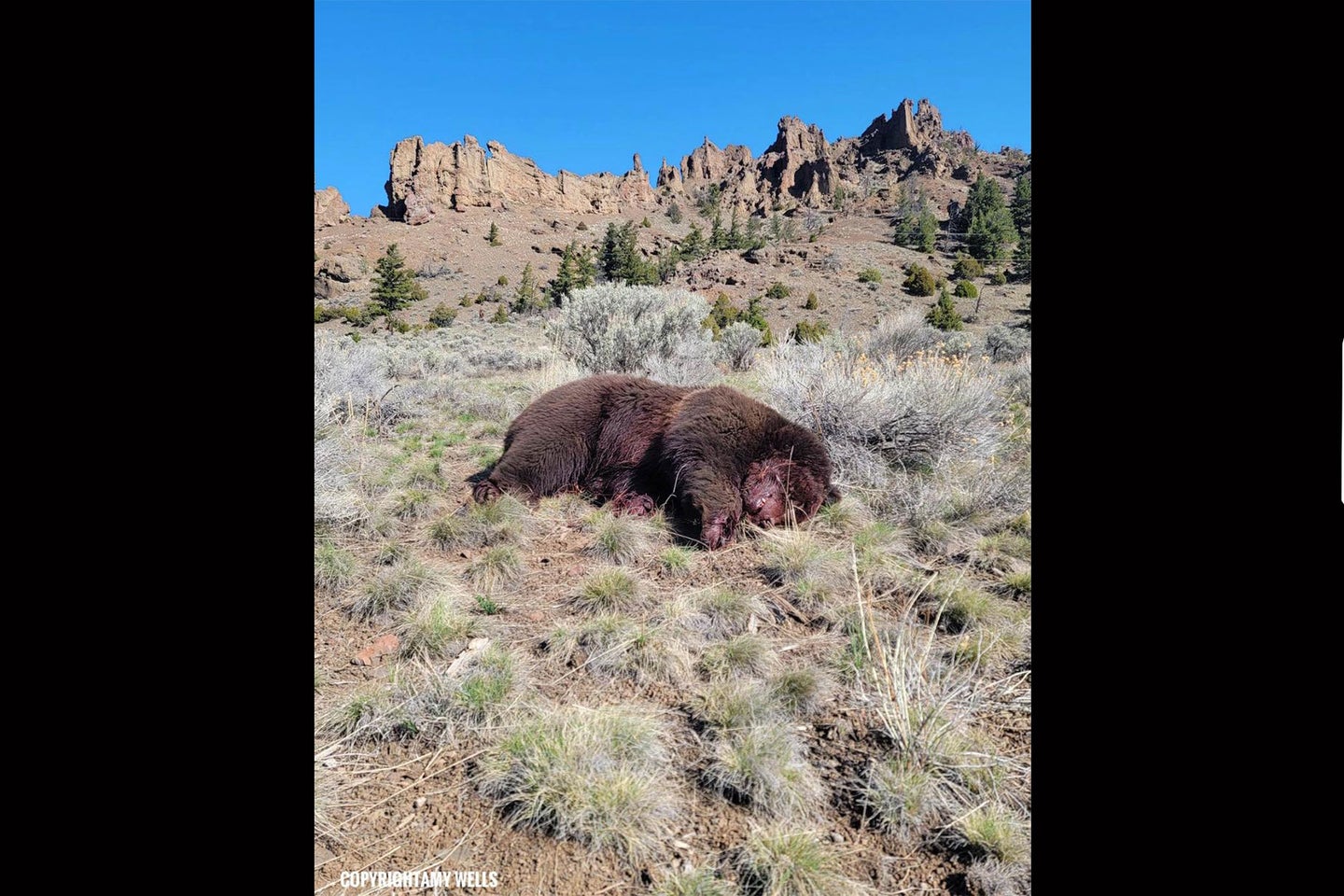 grizzly bear poached near yellowstone