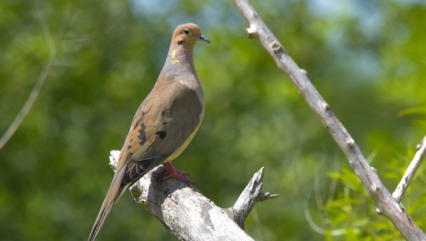 Mourning dove on a branch.
