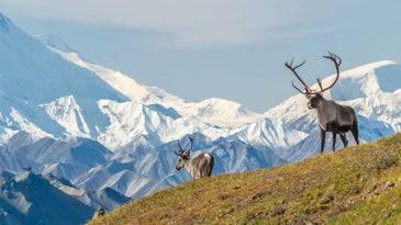 Arkansas Man Faces Prison Time After Lying About Residency to Hunt Caribou in Alaska