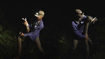 Watch a Man Wrestle a Massive 16-Foot Python in the Everglades