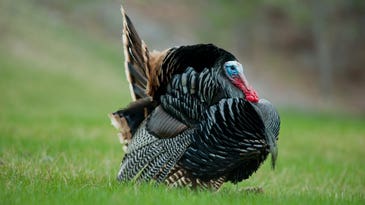 Afternoon Turkey Hunting: How to Tag a Late-Shift Longbeard