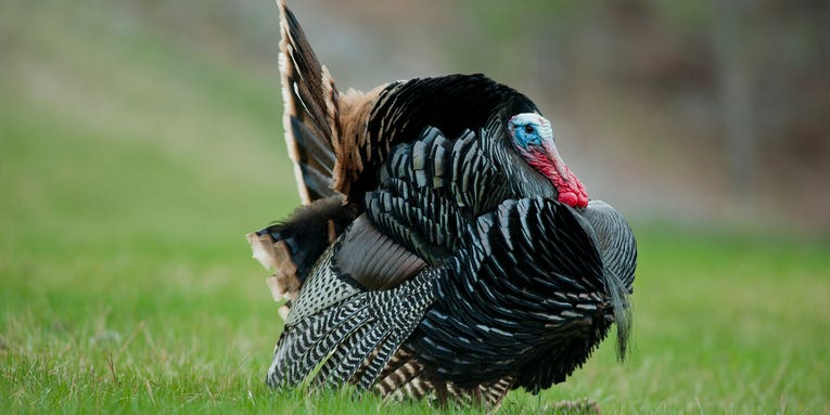 Afternoon Turkey Hunting: How to Tag a Late-Shift Longbeard