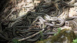 tangle of garter snakes