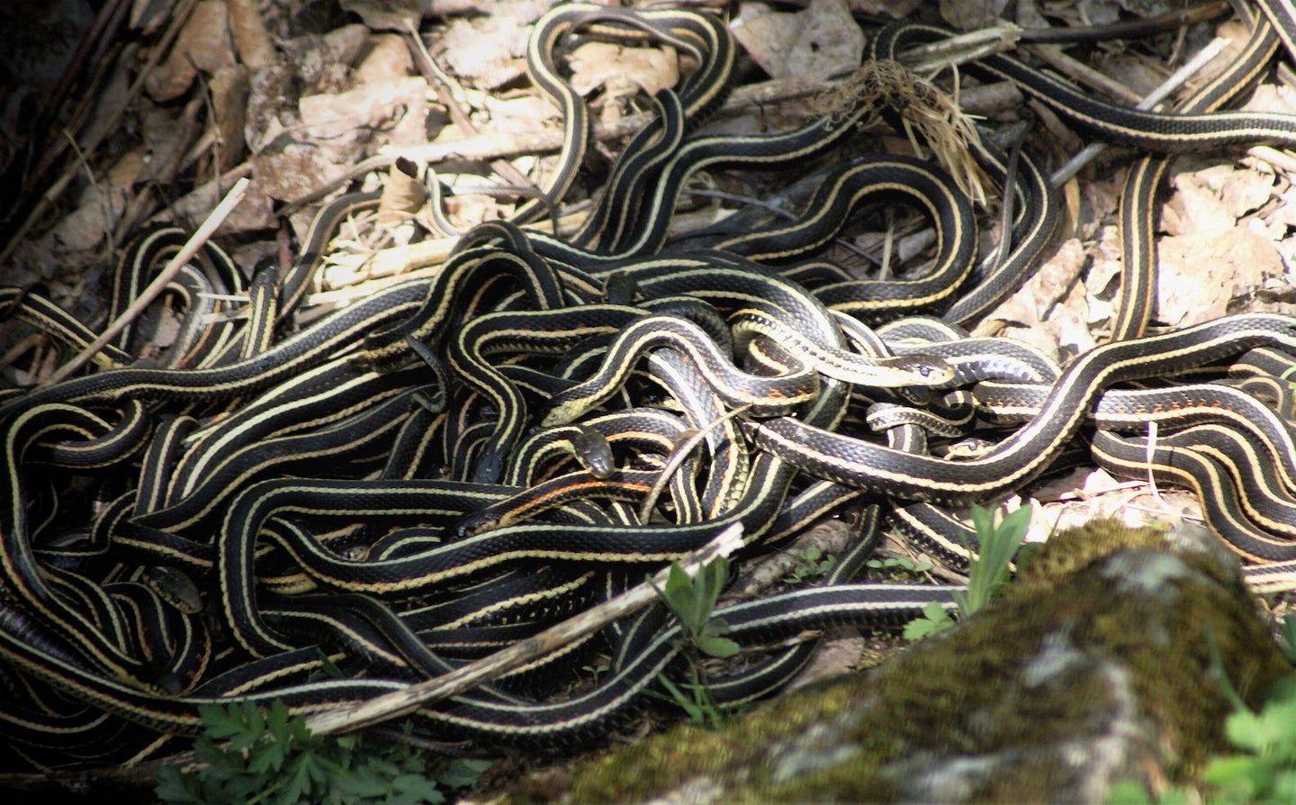tangle of garter snakes
