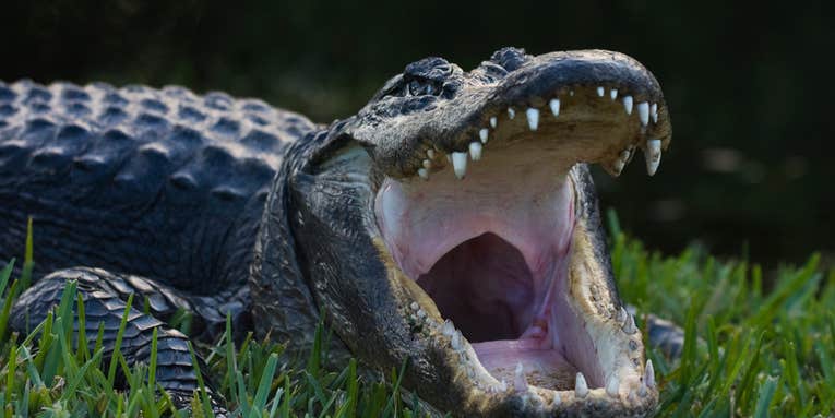 Alligator Mating Season is Underway in Florida—and Is Causing Havoc
