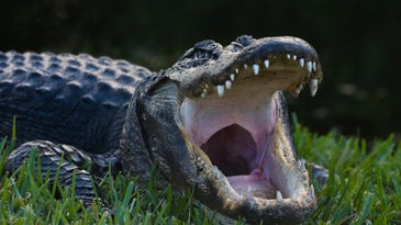 Alligator Mating Season is Underway in Florida—and Is Causing Havoc