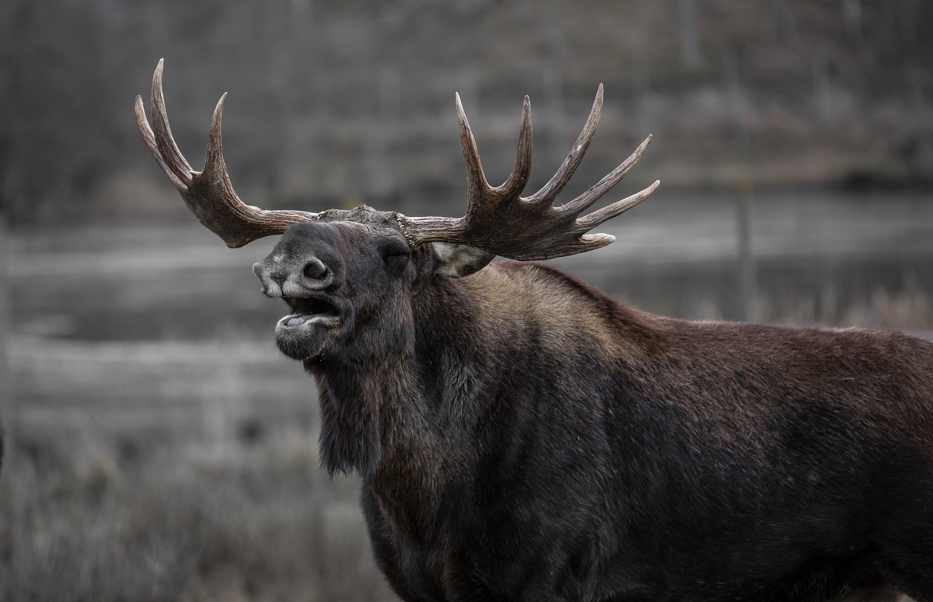 Moose hunting: bull moose calling.