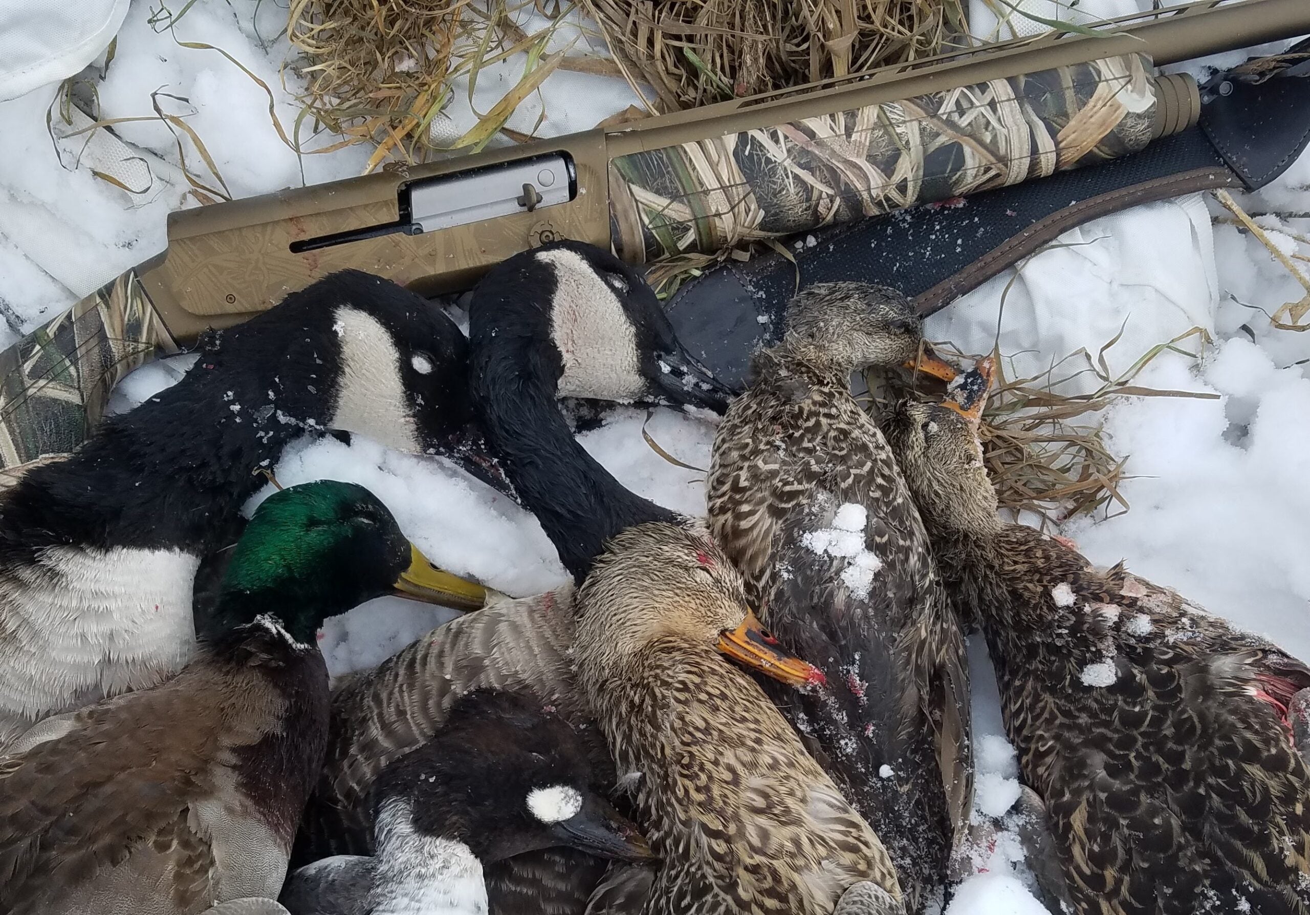 ducks and geese next to semi-automatic shotgun