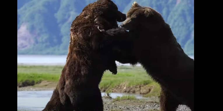 Is This the Most Intense Brown Bear Fight Ever Filmed?