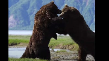 Is This the Most Intense Brown Bear Fight Ever Filmed?