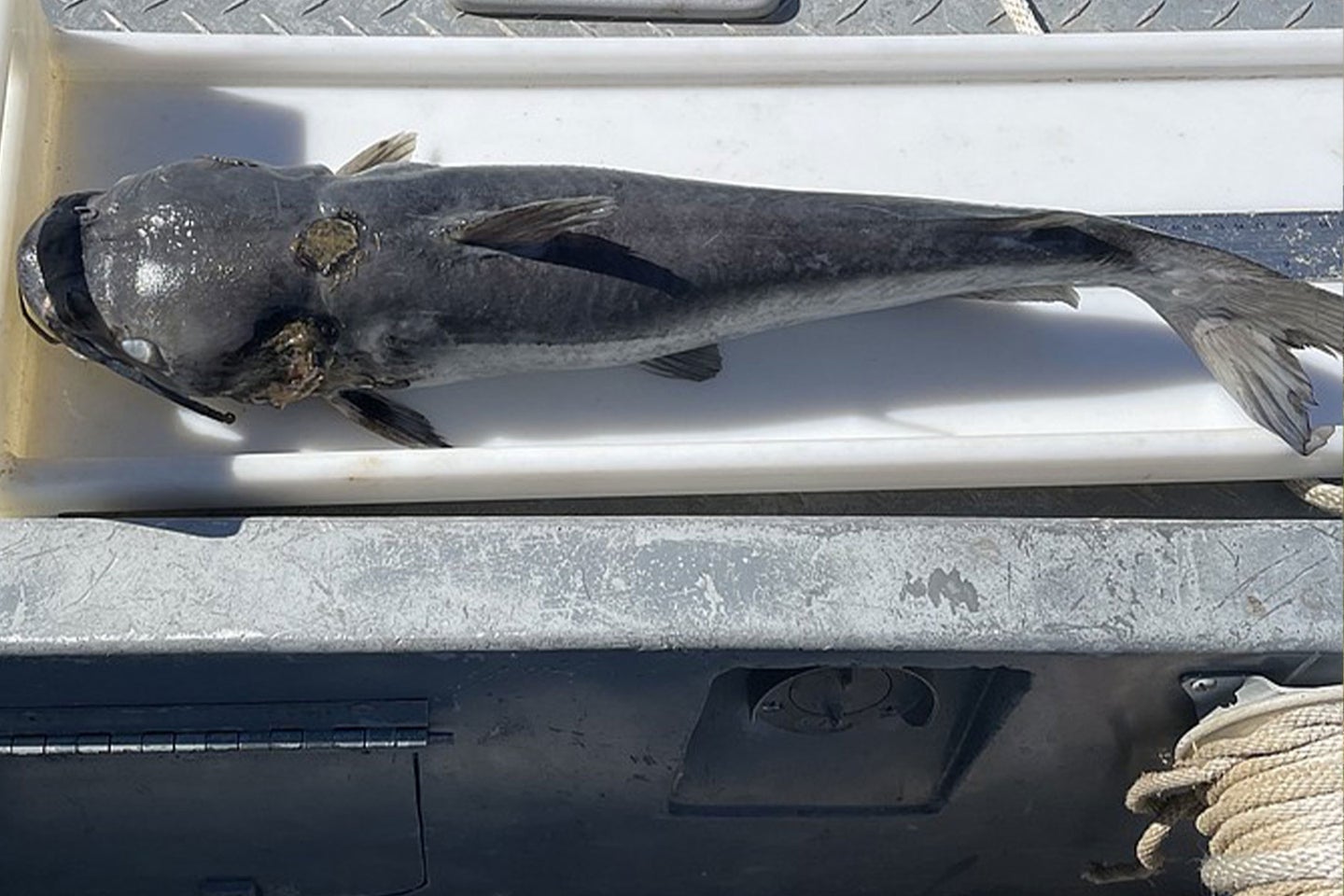 dead catfish found in Tennessee die off