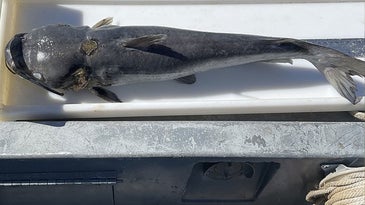 Hundreds of Catfish Die from Unknown Causes in Tennessee Reservoir
