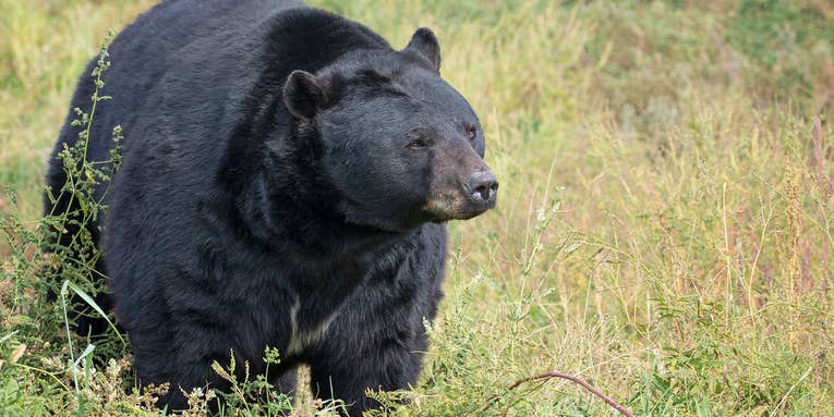 Black Bear Euthanized After It Cornered Colorado Homeowners in Their Kitchen