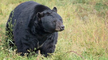 Black Bear Euthanized After It Cornered Colorado Homeowners in Their Kitchen