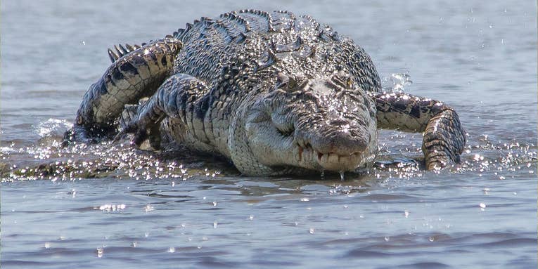 Missing Fisherman’s Remains Found Inside Two Crocodiles in Australia