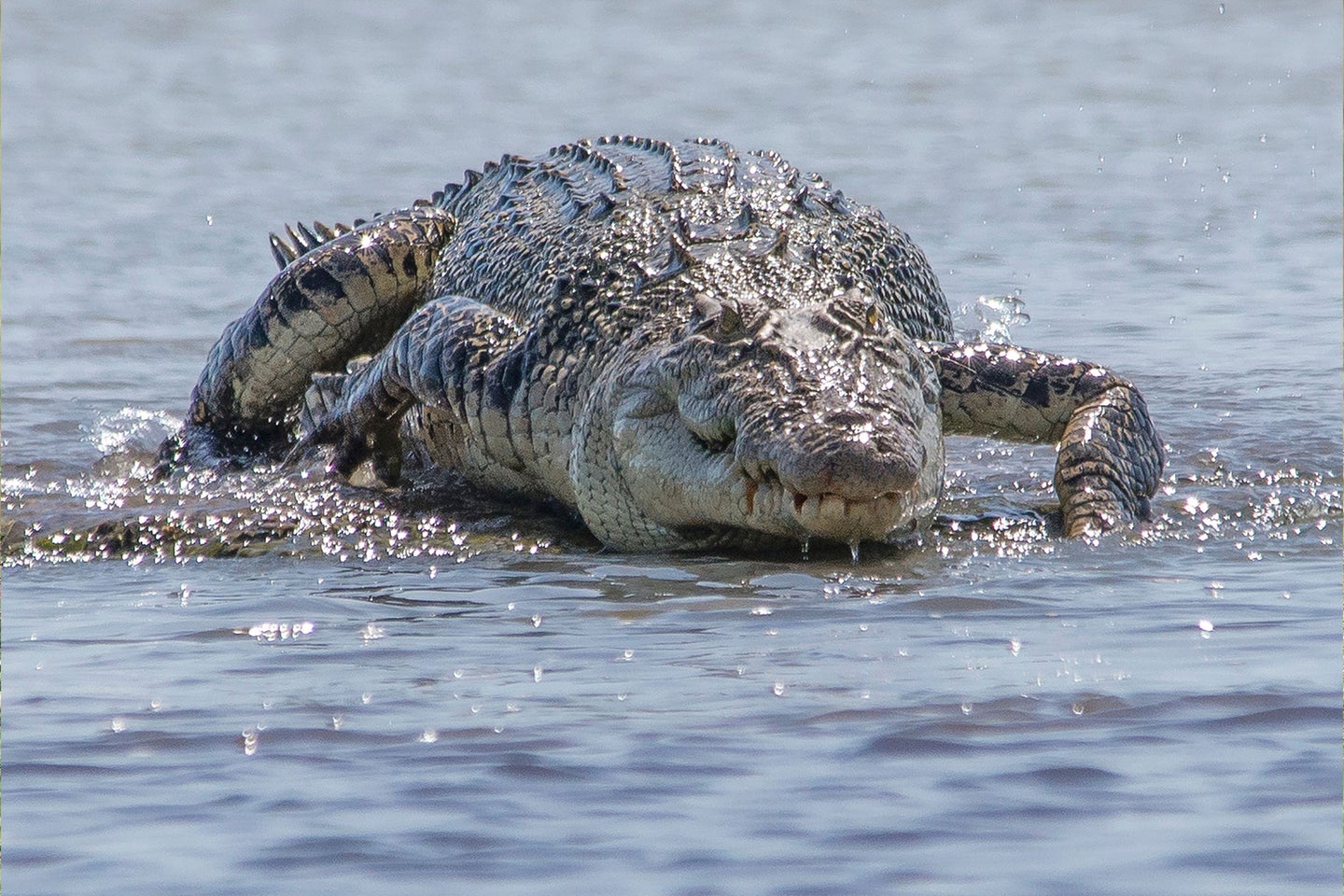 Queensland, Australia is home to approximately 30,000 saltwater crocodiles. 