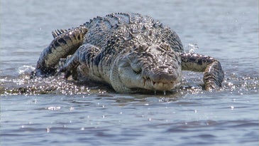 Missing Fisherman’s Remains Found Inside Two Crocodiles in Australia