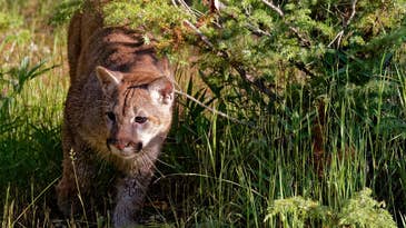 11-Year-Old Girl Attacked by Mountain Lion That Was Hiding in a Chicken Coop