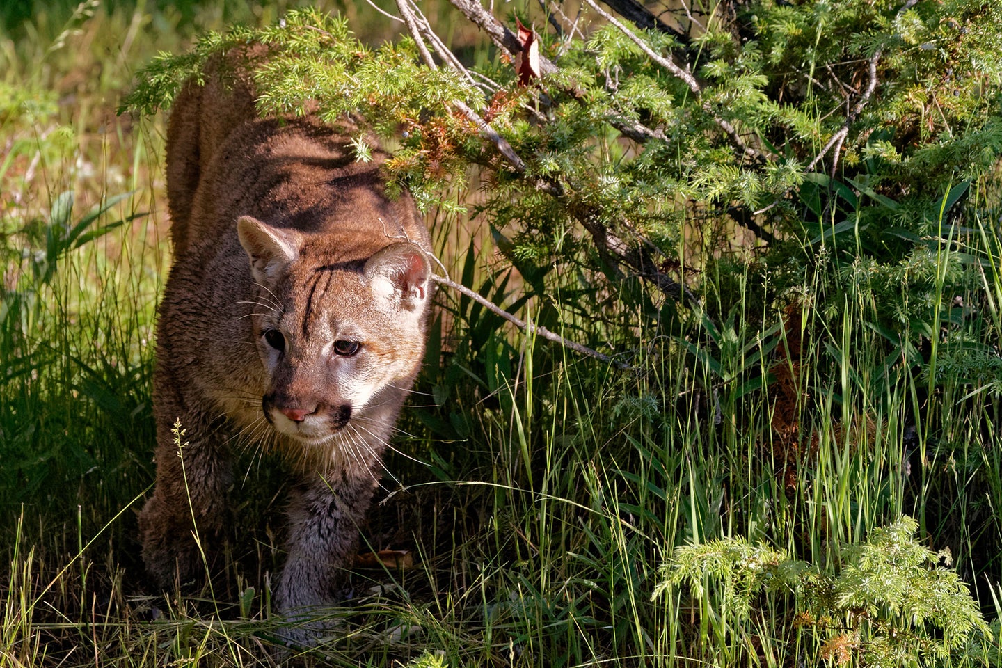 Colorado is home to as many as 4,400 adult mountain lions. 