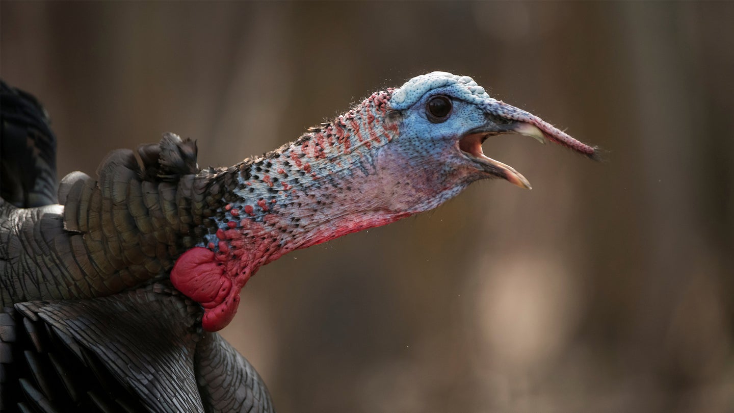 Close up of a tom turkey gobbling with woods in the background