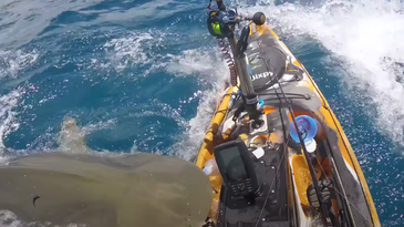Watch Huge Tiger Shark Slam Fisherman’s Kayak in Hawaii