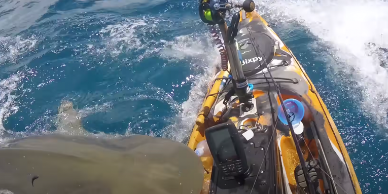 Watch Huge Tiger Shark Slam Fisherman’s Kayak in Hawaii