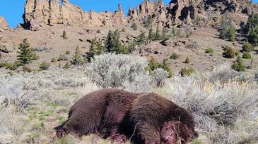 Wyoming Man Charged with Killing Grizzly Bear Near Yellowstone National Park