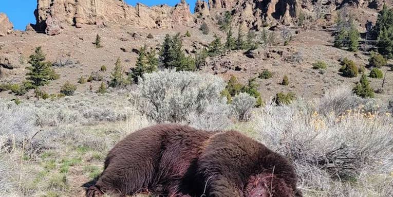 Wyoming Man Charged with Killing Grizzly Bear Near Yellowstone National Park