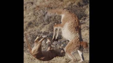 Watch a Mountain Lion Try to Take Down a Guanaco in Slow Motion
