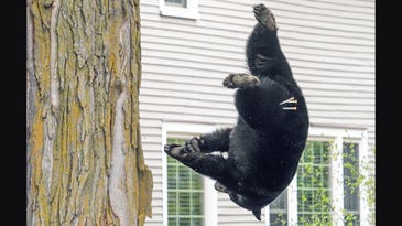 Watch Sleepy Bear Fall 20 Feet onto a Bed of Mattresses on Mother’s Day